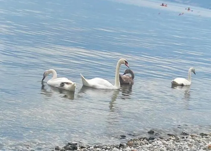 Justinian Πόγραδετς